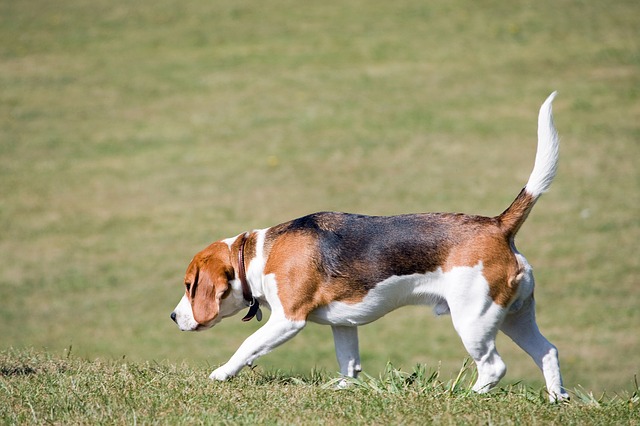 Beagle Hundebett